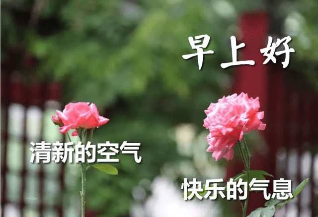 星期三全新的一天特漂亮早上好表情图片美句,祝你每天快乐吉祥