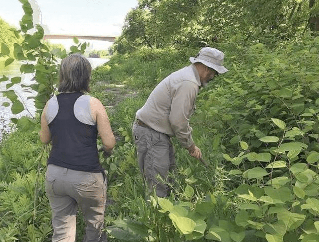 英国专家纳闷 这种植物我们花几十亿治理 为何他们却拿来赚钱 日本