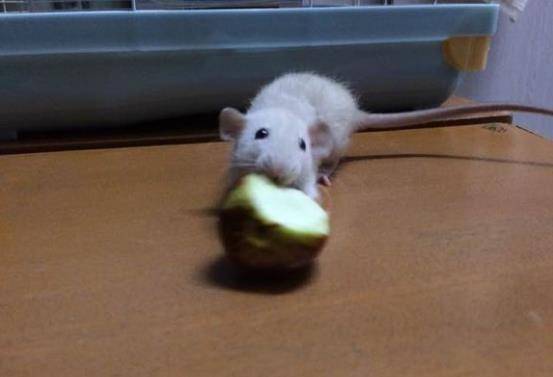 怎么养花枝鼠最好 2c88bda342a5457788a4eb6d0b7e8067.jpeg