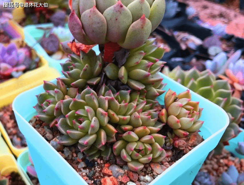 多肉种下多久可以换盆 dd16a6eef6e84428b8196afd710c02f8.png