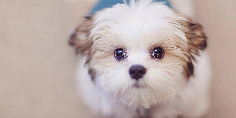 怎么教狗狗定点去厕所里面上厕所 07c2d9c5877646018b8acca708bb1126.jpeg