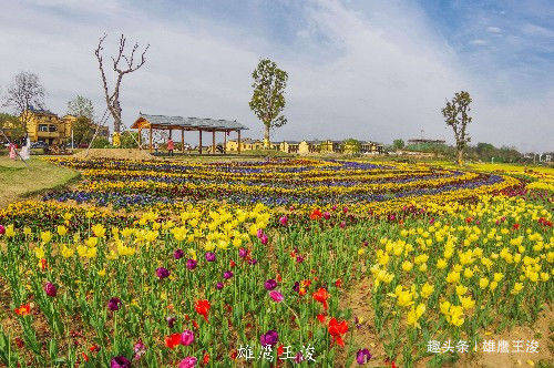 武汉周边的自驾游胜地，踏青赏花、千亩花海，随手一拍就是大片