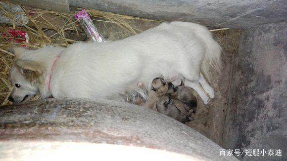 怎么看小狗有没有生过孩子 3134f5fd67a8483d95217a2bf6ca4d79.jpeg