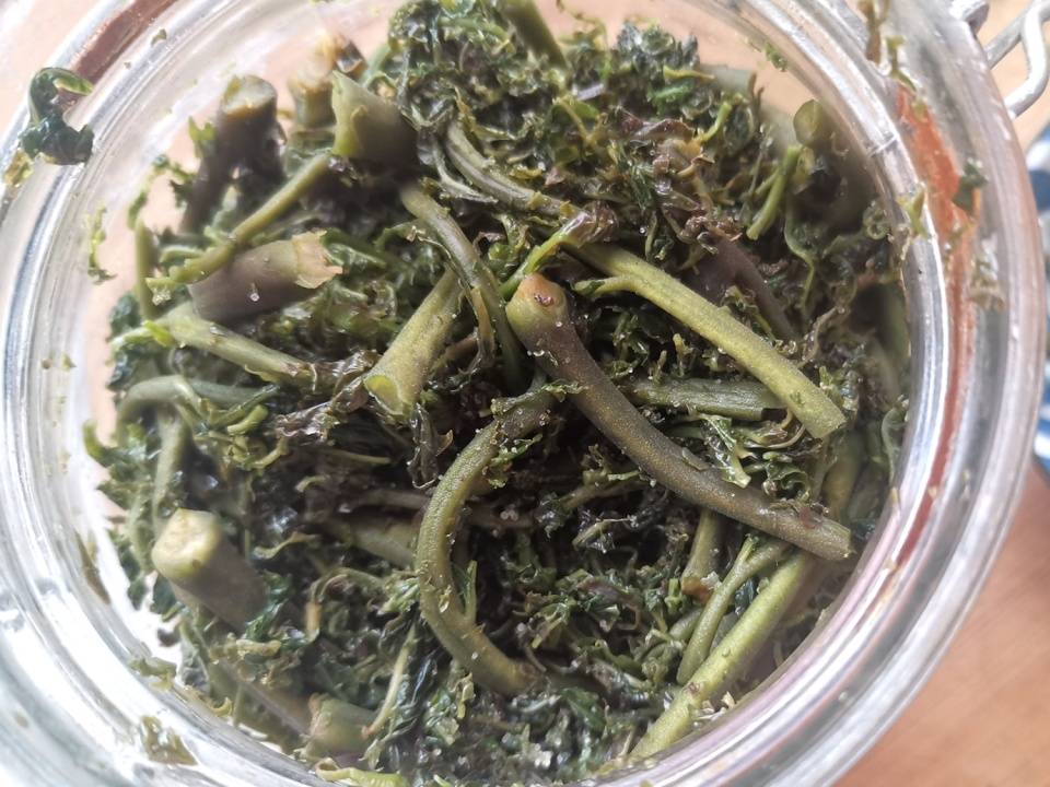 腌香椿会长毛这步做对了吃1年都不会坏炒啥都香收藏试试