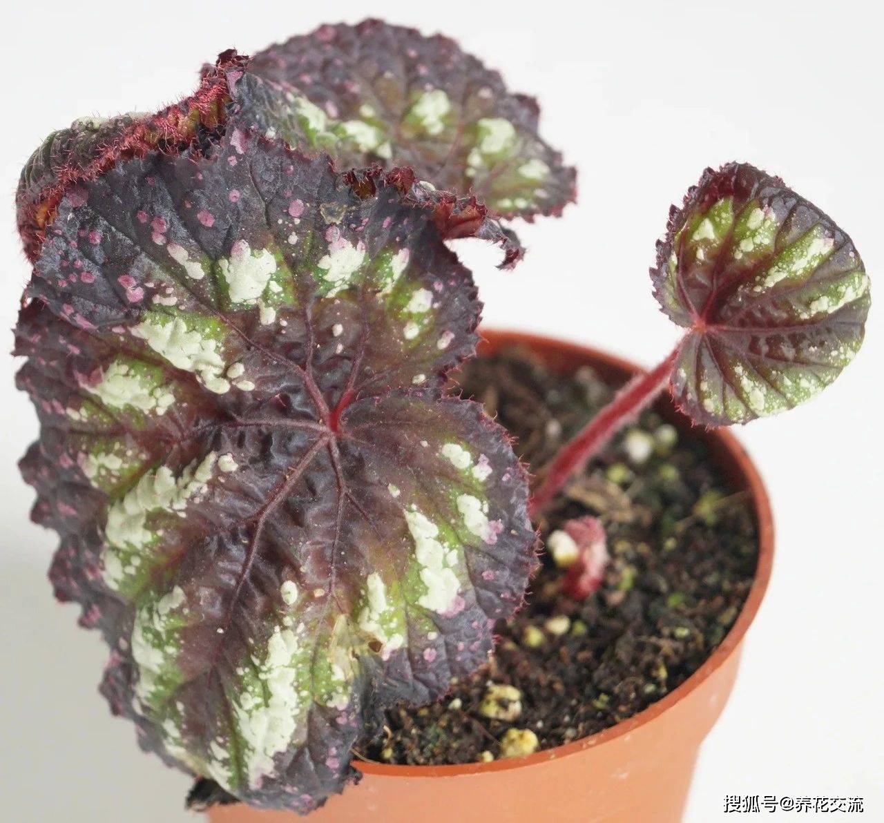 原创观叶秋海棠盆栽到了夏天就挂可能就是这7点没做好