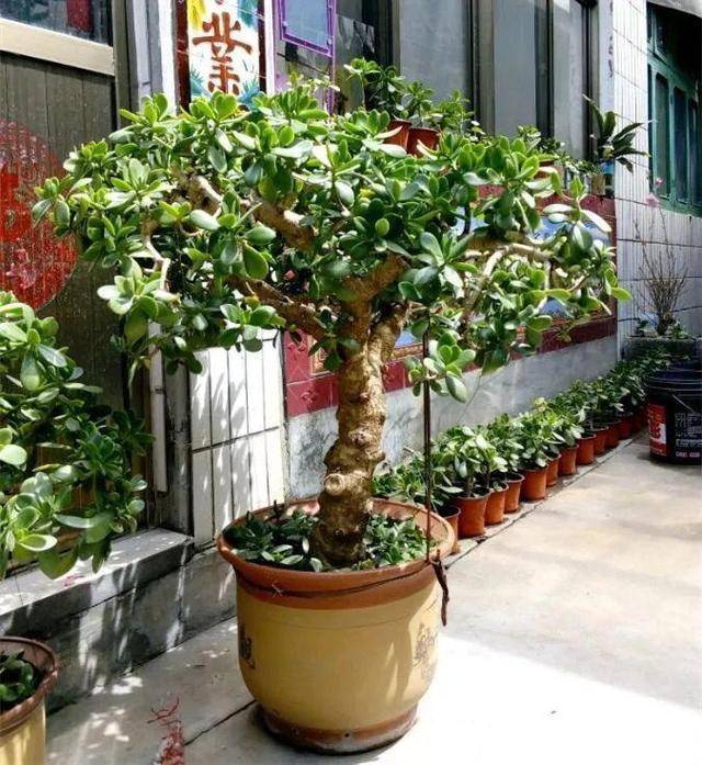 玉树怎样快速变"老桩",方法一点就通,养6个月,主干木质化