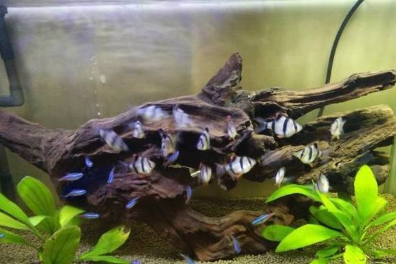 虎皮鱼和红绿灯混养就一定会发生问题吗