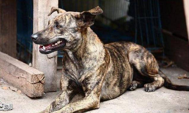 品种最好的猎狗 15355050d56e451799047cfb6c4a9dba.jpeg