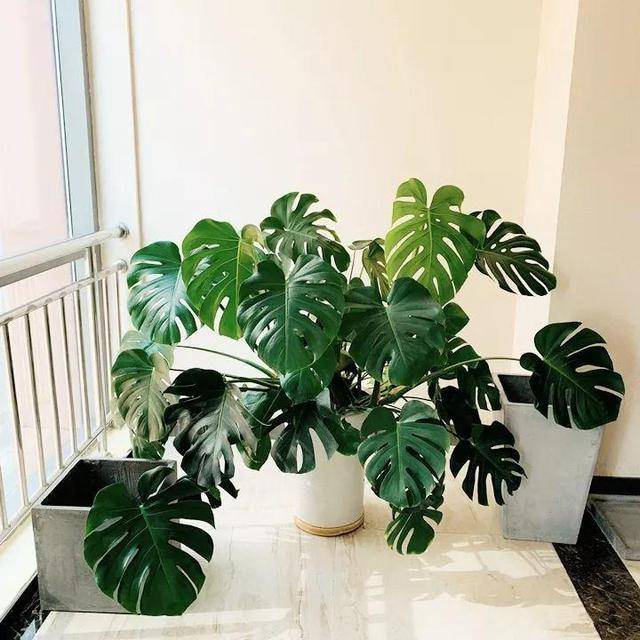 龟背竹怎么浇水最合适 33b0bf61d42643e1a90e129829a28217.jpeg