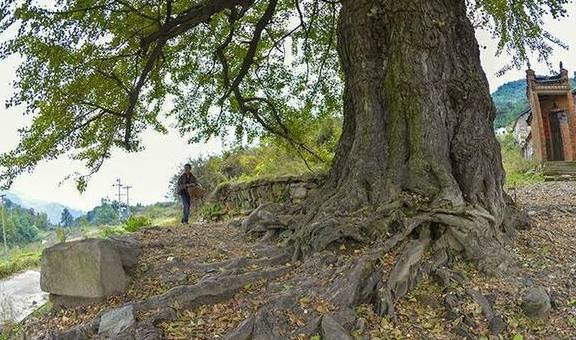 信阳这一县城，拥有百年以上古树8086株，堪称古树王国