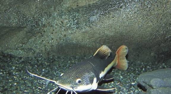 贪吃的红尾猫拒绝进食原来是因为这些了解这些问题才能尽快解决