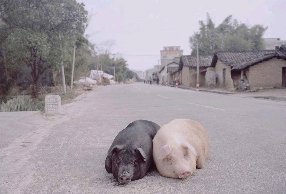 什么地方有黑猪苗买 0bea1996751a4ffc9d915016961e4d0d.jpeg