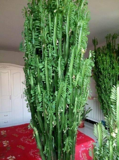 客厅最旺的大盆栽植物 80e5478dd95949a4901e0b9b2c4cbfa7.jpeg