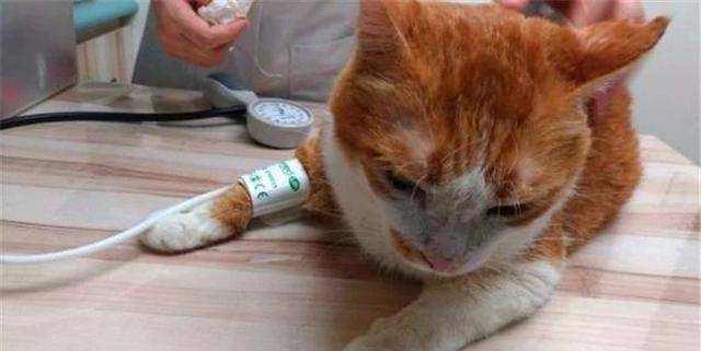 梦境迷雾，孕妇梦见大白狗——性别预兆的迷思与心理解析