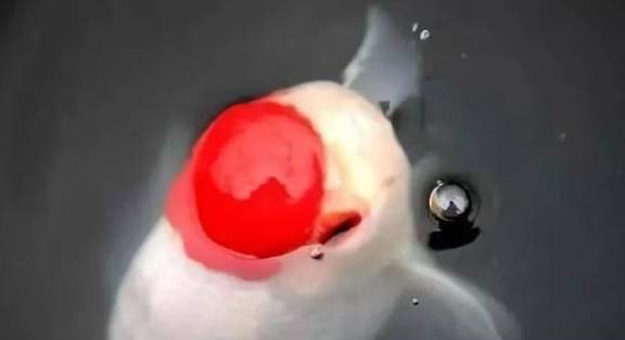 金鱼入夏后不可忽视的4个措施 容器