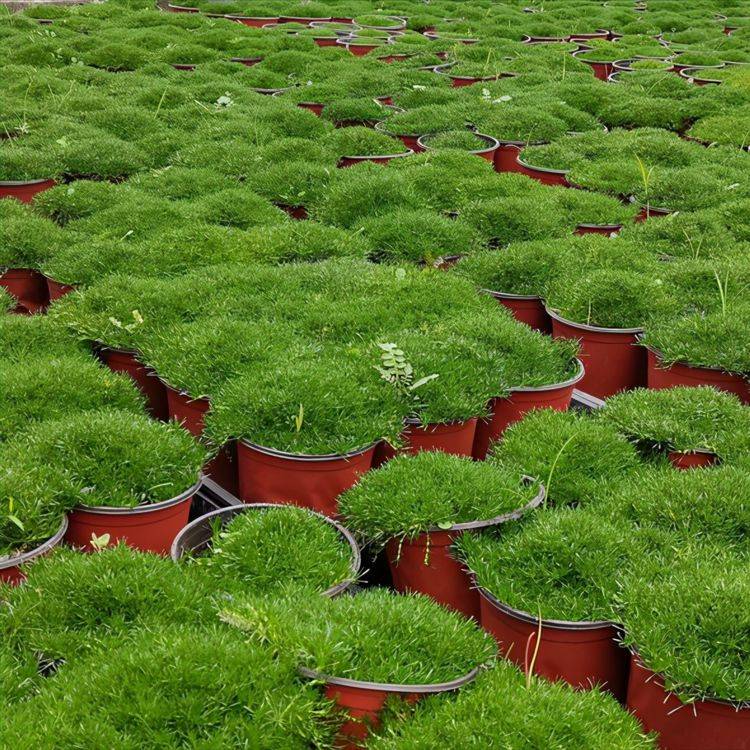 家里有小院,养上"地皮花",耐冻耐热,泛滥一大片,铺满小院子