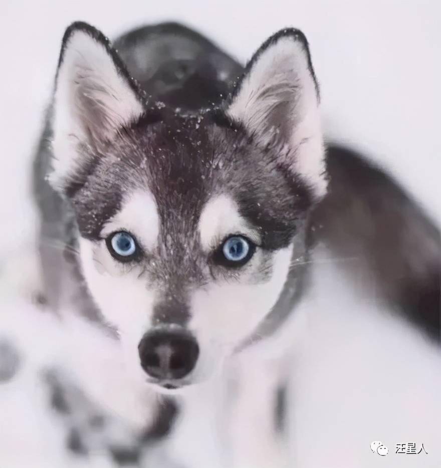 网友晒出柴犬和哈士奇的混血狗子这长相真是一言难尽了笑喷