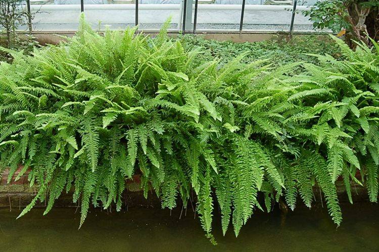 蕨类植物的装点性能非常好,无论放在室内哪里,都可以自成一景.