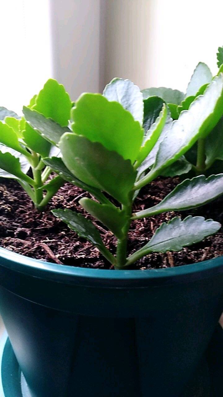 几月份扦插长寿花最合适 4d14cc3b0d744d9d9442213f8fe76cc0.jpeg