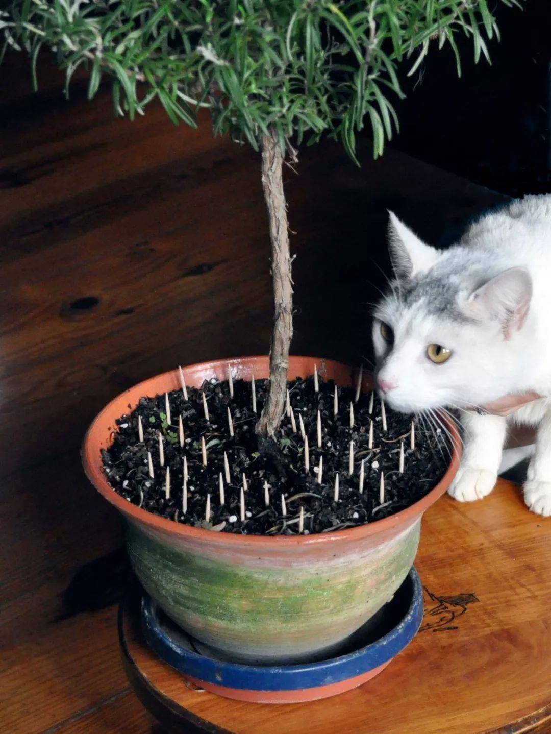 自从家里养了猫之后 家里的植物就遭殃了 大家有什么好的方法 猫咪