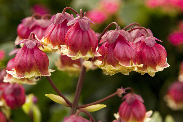 四月二十二日开始 家养此款花卉 妖娆舞魅 花型奇特 美 修剪