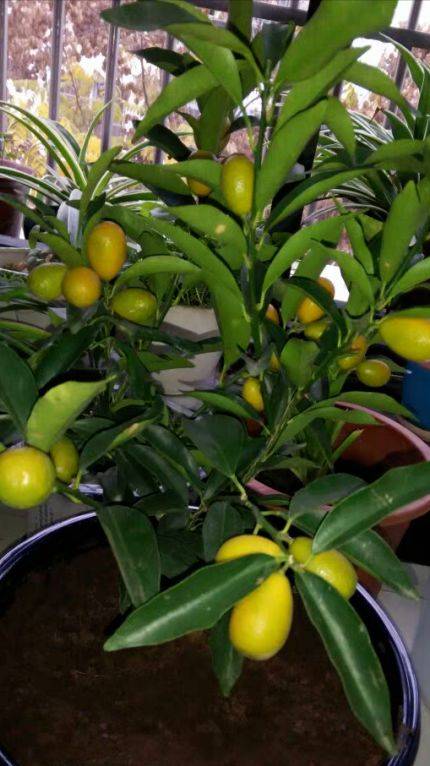 一盆黄金果过完年赶紧摘摘了就狠剪来年挂果黄灿灿