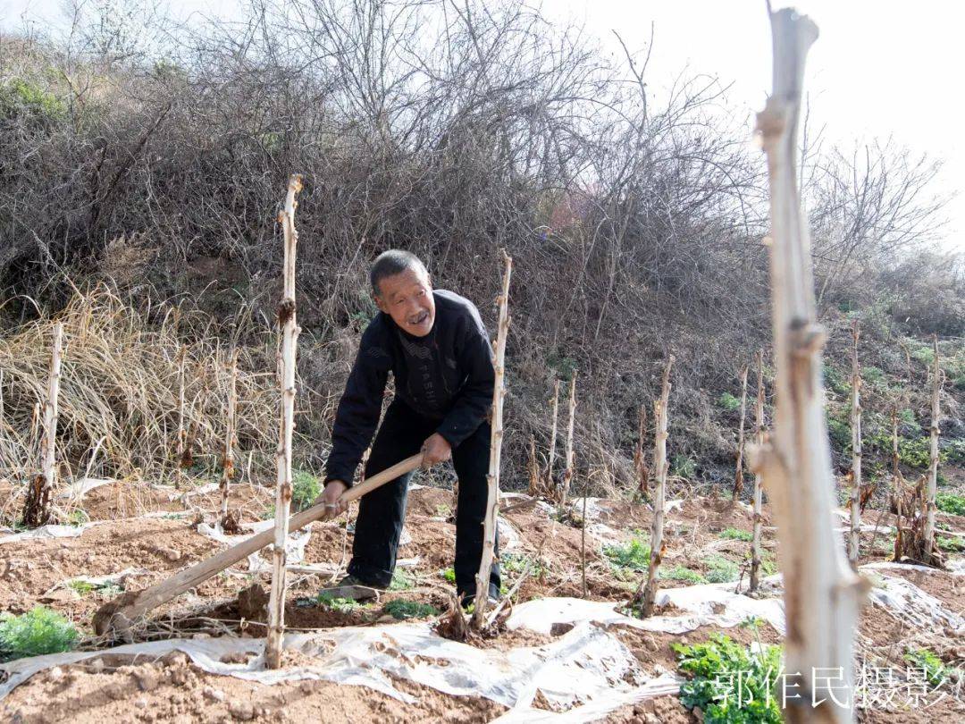 偶遇随拍——盲人栽树