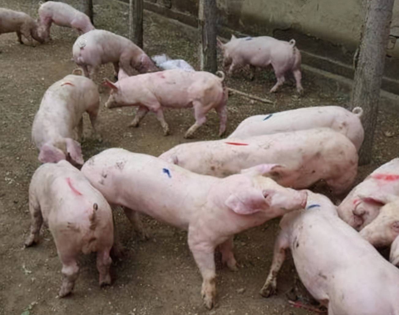 副猪什么症状副猪嗜血杆菌首选用药这样治疗效果好