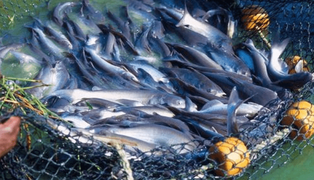 也就是鲶鱼,主要产于东南亚国家,尤其是越南的湄公河中有很多巴沙鱼