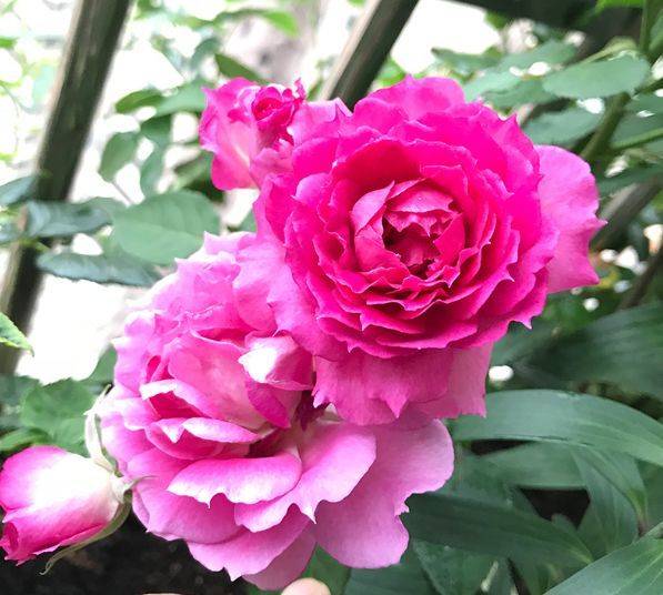 4月日开始 养花试试这几款 幽香暗淡 花型圆滚惹人爱 绣球