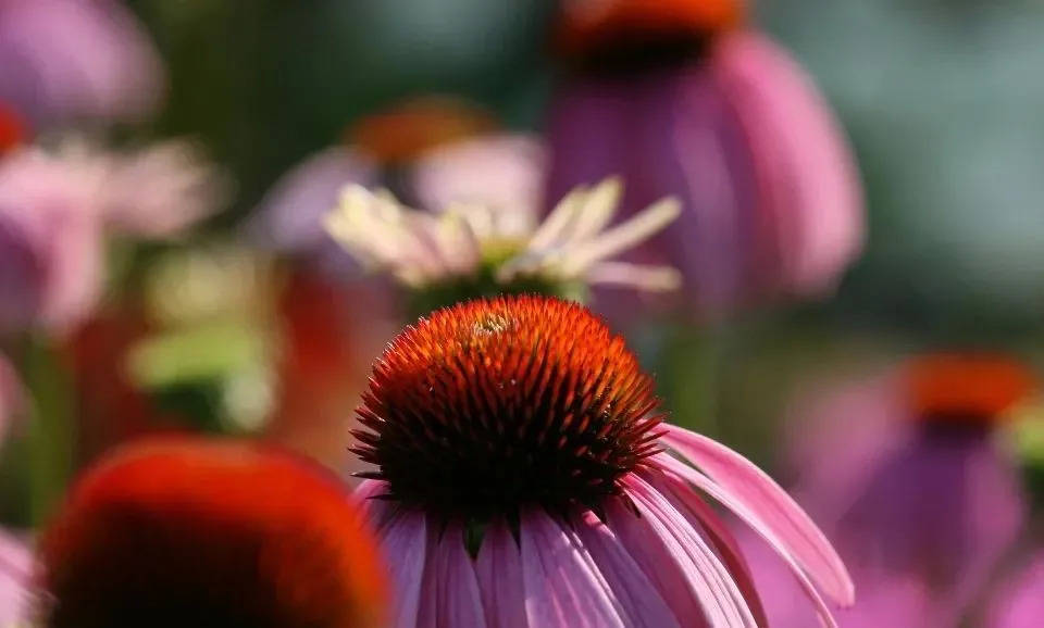 共享充电宝企业争相上市,能避免共享单车式的残局吗?-家电圈官网