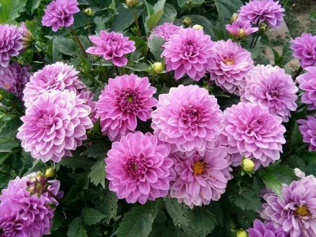 什么时候种植大丽花 e278f0a6e76a4f31913a4acd491190e5.jpeg