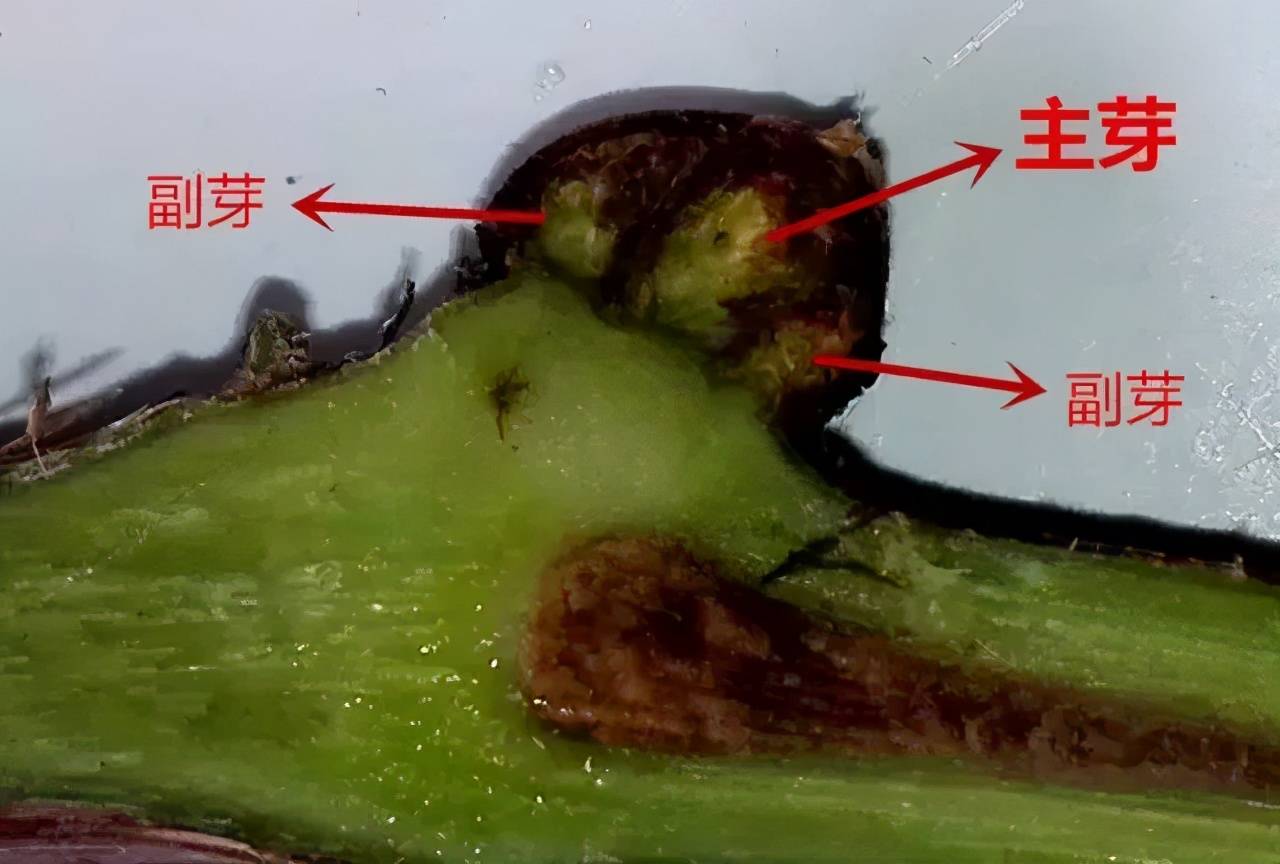 葡萄花芽分化的秘密 看懂告别花少 花弱 花不来 原基