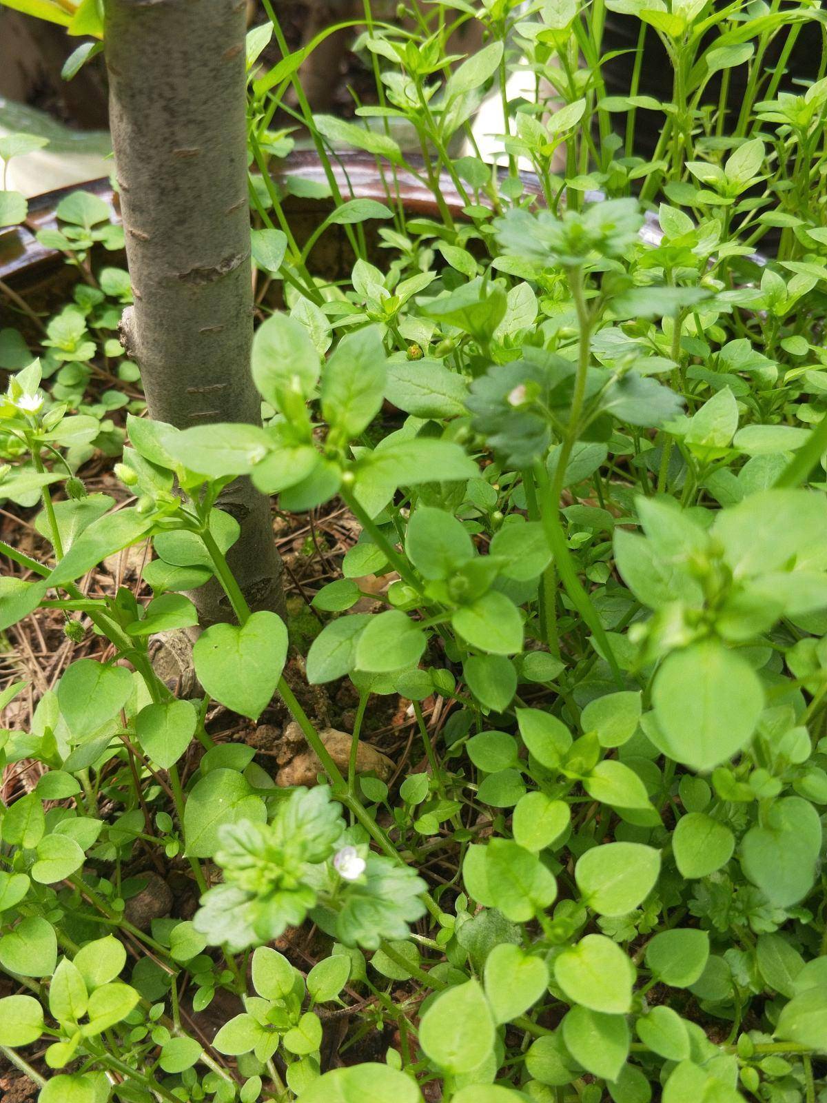 盆盆草是什么功效 1f91a5680f5a4999b28adf606bde5056.jpeg