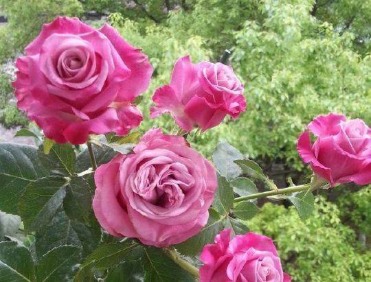 从4月19日开始 家养此款花卉 太阳越足开的越旺 花大色艳 叶子很