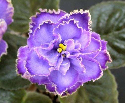 从4月19日开始 家养此款花卉 花朵小巧玲珑 花香四溢飘满屋 开花