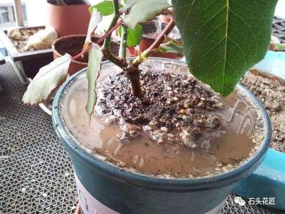 如何让土质变得疏松透气 111b18ccc2434bdea7b7e2386920e5b3.jpeg