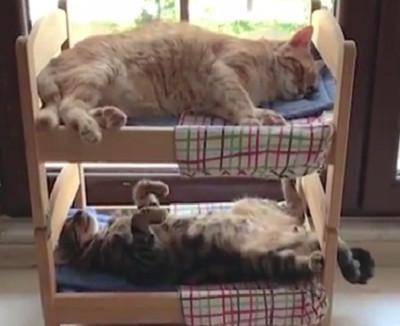 猫可以和人睡一张床吗 29f28e2f36154e1cb3e864e29398bdb0.jpeg