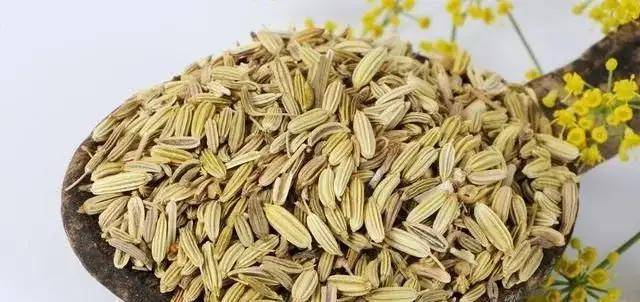 什么时间种小茴香 3e5bf94f601a44fba3310ac2af243839.jpeg