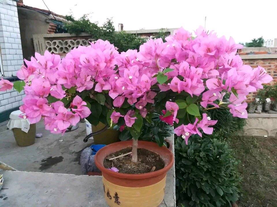 怎么给三角梅打顶 6751d6ee1eab42fa9df4a21dcc3c4728.jpeg