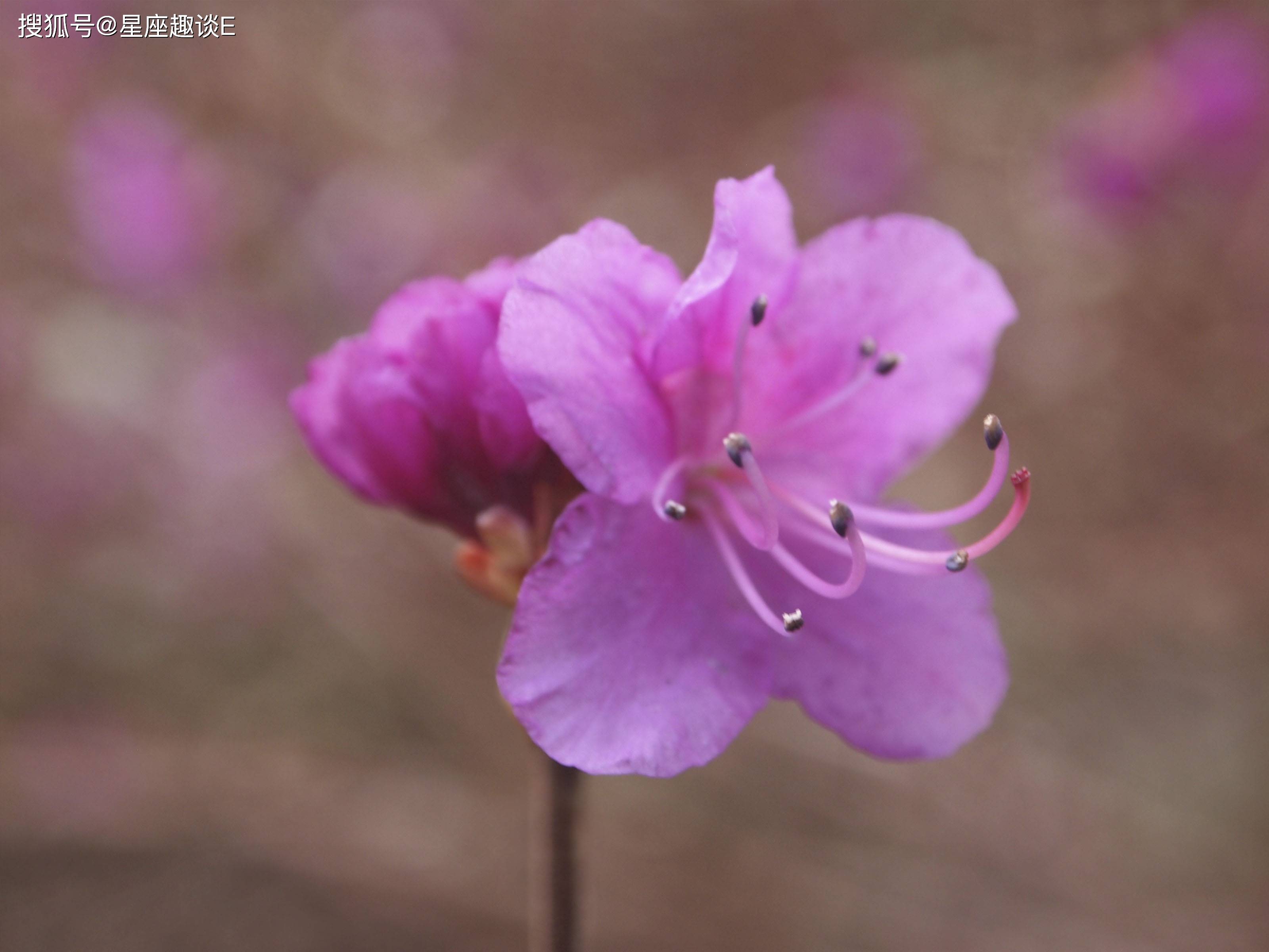 4月25日爱情运势 爱情甜蜜 携手幸福的四大星座 伴侣