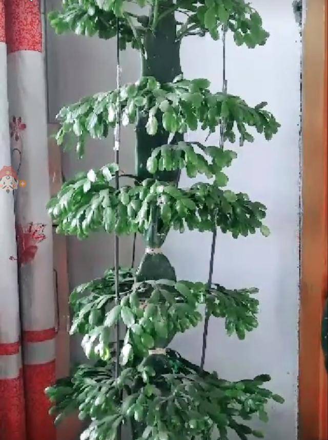 几月份嫁接蟹爪兰好呢 1abb52e503bb419fbeed22e87af6e2d7.jpeg