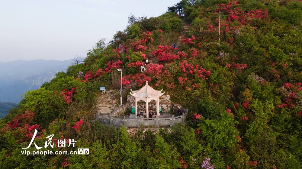 庆元龙头山杜鹃花图片