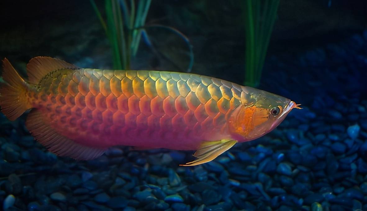 民间风水故事十篇风水鱼