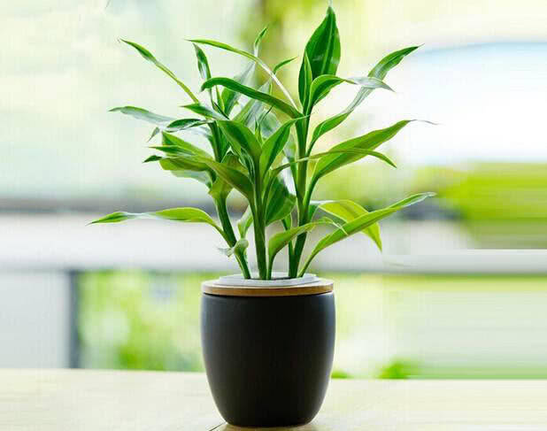 富贵竹几天一换水啊 44f0f4a67a804295b438532e92c37aa5.jpeg