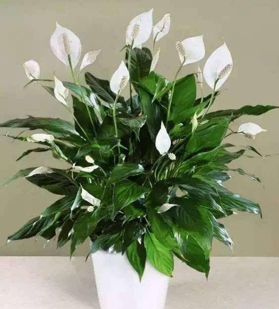什么花好养不用打理 50fc735503d347ee940f75ea2799cd20.jpeg