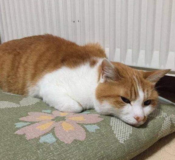 怎么才能快速找到猫咪 517295659afb41db9788ca104a7c8f8c.jpeg