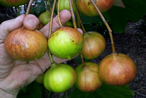 全身都是宝,曾被当成"战略物资",各国争相进口,如今却没落了