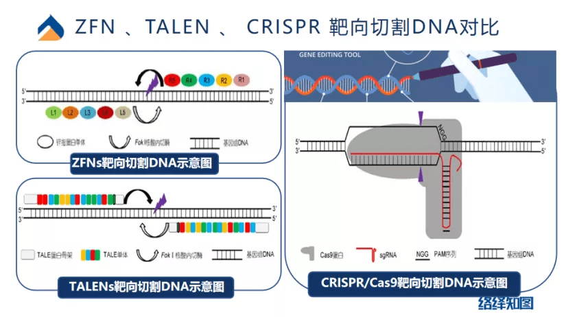 原创crispr/cas9基因编辑技术大热,非病毒载体技术助力递送系统优化