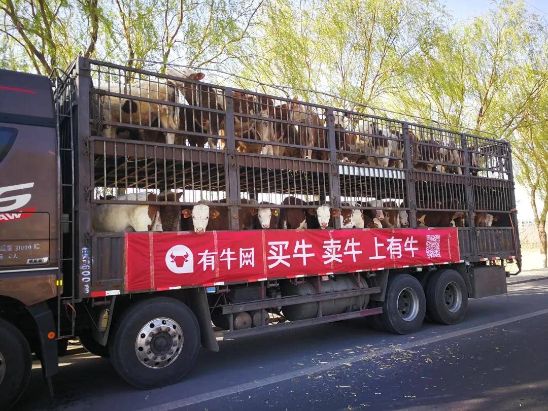 滿滿一車牛氣沖天有牛網服務站的客人出發啦